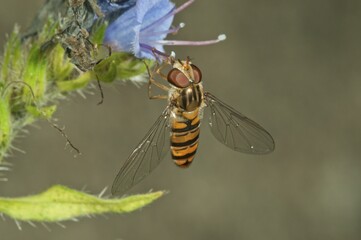 Marmalade hoverfly (Episyrphus balteatus) female, looking for nectar on Viper's Bugloss or Blueweed (Echium vulgare), Baden-Württemberg, Germany, Europe