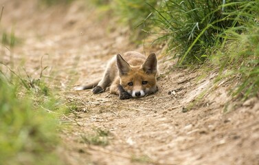 Red Fox (Vulpes vulpes), lying, Young Animal, Puppy, Baden-Württemberg, Germany, Europe