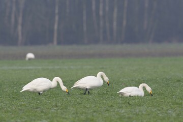 Whooper Swans (Cygnus cygnus), Emsland, Lower Saxony, Germany, Europe