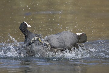 Eurasian Coots (Fulica atra), fighting in the water, Hesse, Germany, Europe