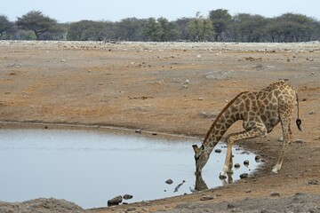 Giraffe (Giraffa camelopardalis) drinking at a waterhole, Etosha National Park, Namibia, Africa