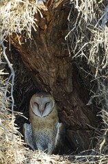 Barn Owl (Tyto alba), female in its nest in tree, Kalahari Desert, Kgalagadi Transfrontier Park, South Africa, Africa