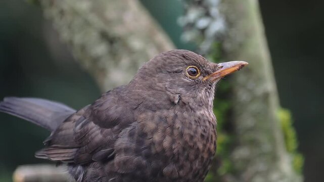 Amsel (Turdus merula)      