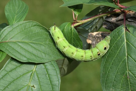 Caterpillar of the Convolvulus Hawk-moth (Agrius convolvuli)