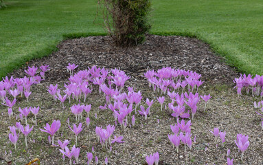 Purple blooming colchicum autumnale flowers. Family name Colchicaceae.	
