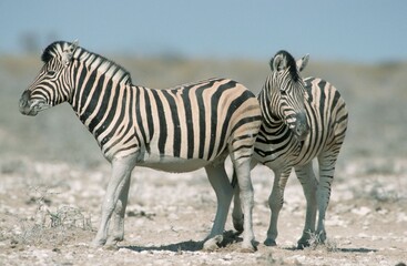 Burchell's Zebras, Etosha national park, Namibia (Equus quagga burchelli)