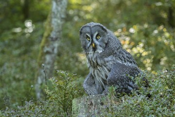 Great grey owl (Strix nebulosa), captive, Vulkaneifel, Germany, Europe