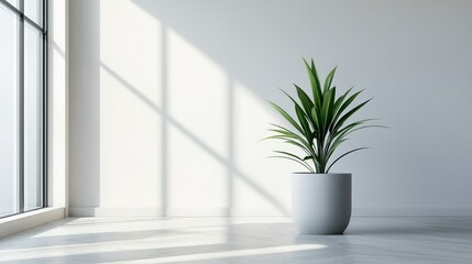Indoor Plant in Modern White Pot by Large Window with Sunshine