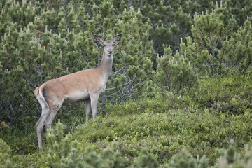 Red deer (Cervus elaphus), female, doe, Stubai Valley, Tyrol, Austria, Europe