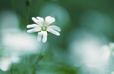 Greater Stitchwort, North Rhine-Westphalia, Germany Stellaria holostea)