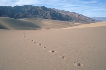 Foot prints in desert, Death Valley national park, California