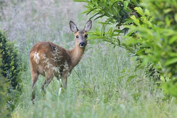 Roe deer (Capreolus capreolus) standing between bushes, Emsland, Lower Saxony, Germany, Europe