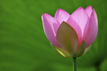 Pink lotus flower (Nelumbo nucifera), Germany, Europe
