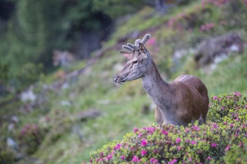Red deer (Cervus elaphus), young deer with velvet antlers stands between Alpenrose (Rhododendron...