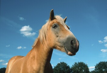 Haflinger Horse