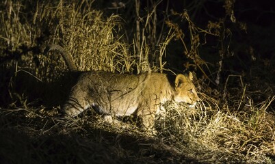 Fototapeta premium Lion (Panthera leo), juvenile walking at night in the spotlight, Mashatu Game Reserve, Tuli Block, Botswana, Africa