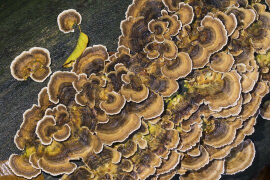 Unji mushroom (Trametes versicolor), Hesse, Germany, Europe