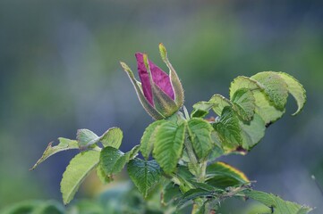 Dog Rose (Rosa canina)