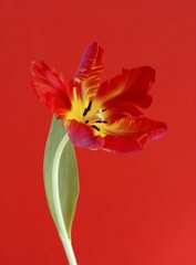 Naklejka premium Tulip (Tulipa), Parrot Tulip, orange flower