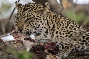 Leopard (Panthera pardus), female eats prey in tree, Mashatu Game Reserve, Tuli Block, Botswana, Africa