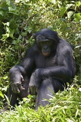 Bonobo (Pan paniscus), Lola ya Bonobo Sanctuary, Kimwenza, Mont Ngafula, Kinshasa, Democratic Republic of the Congo