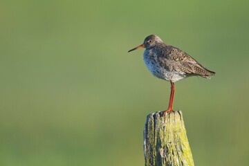 Redshank (Tringa totanus) sitting on stake, Emsland, Lower Saxony, Germany, Europe