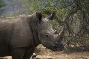 Obraz premium White Rhinoceros (Ceratotherium simum), portrait, Hluhluwe-Imfolozi National Park, Province of KwaZulu-Natal, South Africa, Africa