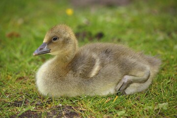 Greylag goose (Anser anser), chick sitting in meadow, Schleswig-Holstein, Germany, Europe