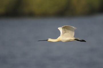Glossy Ibis (Plegadis falcinellus) in flight