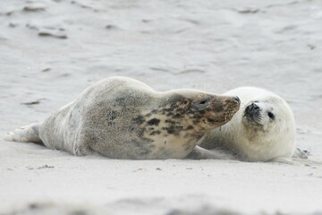 Grey seal (Halichoerus grypus), mother with pup, Heligoland, Schleswig-Holstein, Germany, Europe © Erhard Nerger/imageBROKER
