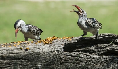 Northern red-billed hornbill (Tockus erythrorhynchus), Chitwa Chitwa, Sabi Sands Game Reserve, Mpumalanga, South Africa, Africa