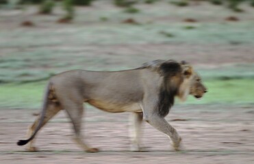Lion (Panthera leo), black-maned male, rainy season with green surroundings, Kalahari Desert,...