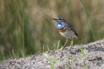Bluethroat (Luscinia svecica), Emsland, Lower Saxony, Germany, Europe
