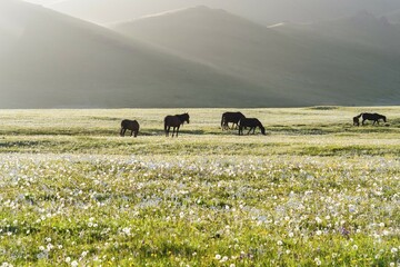 Horses, Song Kol Lake, Naryn province, Kyrgyzstan, Central Asia, Asia