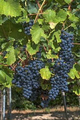 Fototapeta premium Blue grapes on vine, Kenzingen-Hecklingen, Baden-Württemberg, Germany, Europe