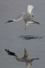 Black-headed gull (Larus ridibundus) fishing for prey, reflection, Schleswig-Holstein, Germany, Europe