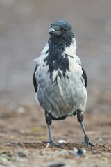 Hooded crow (Corvus corone) in Darss, Mecklenburg-Western Pomerania, Germany, Europe