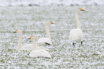 Whooper swans (Cygnus cygnus) sitting in the snow, Emsland, Lower Saxony, Germany, Europe