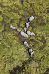 African Elephants (Loxodonta africana), breeding herd, roaming in a freshwater marsh, aerial view, Okavango Delta, Botswana, Africa