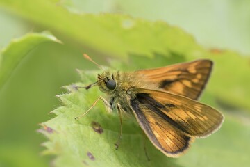 Large skipper (Ochlodes venatus) on a leaf, South Wales, United Kingdom, Europe