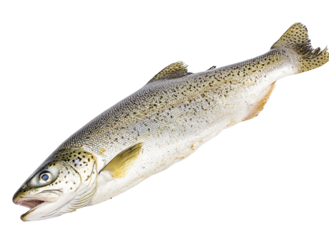 Isolated Fresh Whole Brown Trout Fish with Natural Patterns