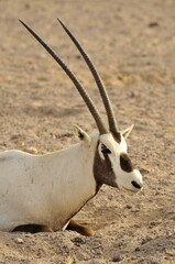 Arabian Oryx (Arabian Oryx), Sir Bani Yas Island, Abu Dhabi, United Arab Emirates, Arabia, Near East, Orient, Asia