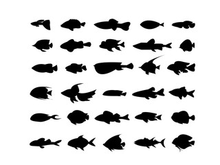 fish Vector.