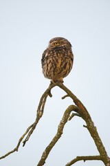 Little owl (Athene noctua) sits on a bare tree, Emsland, Lower Saxony, Germany, Europe