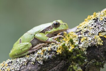 Tree frog (Hyla arborea) on mossy branch, Rhineland-Palatinate, Germany, Europe