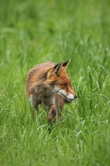 Red fox (Vulpes vulpes), Allgaeu, Bavaria, Germany, Europe