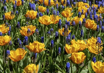 Yellow tulips and blue grape hyacinth in a bed in the park, Berlin, Germany, Europe