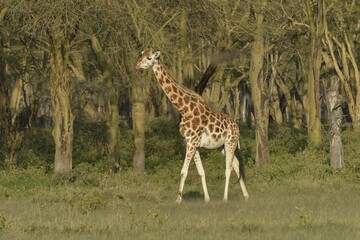 Rothschild Giraffe or Ugandan Giraffe (Giraffa camelopardalis rothschildi), Lake Nakuru National Park, near Nakuru, Rift Valley Province, Kenya, Africa