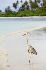 Grey heron (Ardea cinerea) on the beach of a Maldives island, Maldives, Asia
