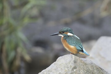 Common kingfisher (Alcedo atthis) sits on stone, Hesse, Germany, Europe